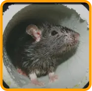 rat in pipe